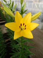 [4022 El Divo No102.JPG]